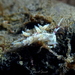 Trinchesia ilonae - Photo (c) Pascal GIRARD, todos os direitos reservados, uploaded by Pascal GIRARD