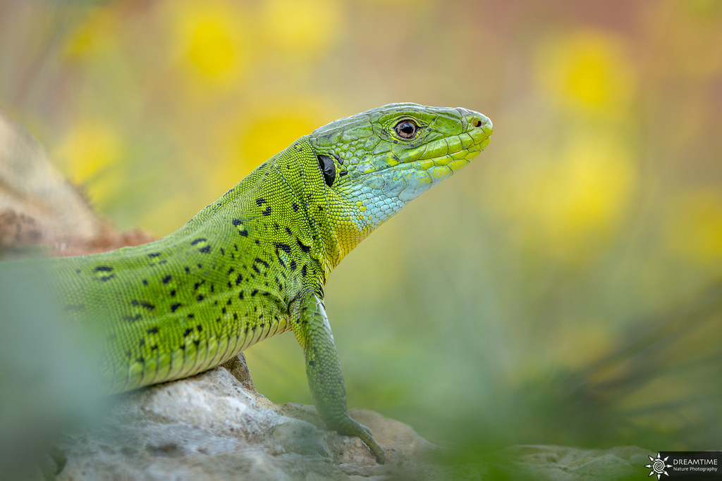 North African Ocellated Lizard (Timon pater)
