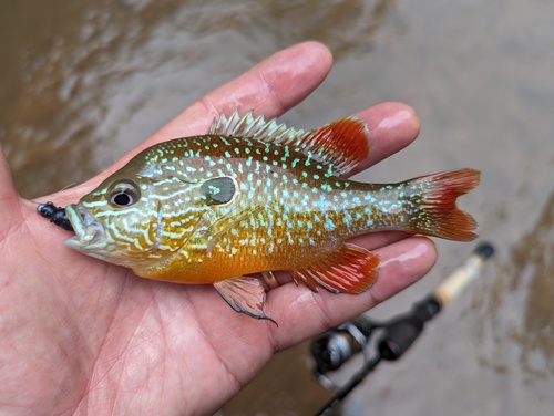 Gulf Longear Sunfish