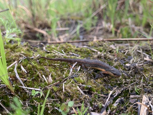 Striped Newt