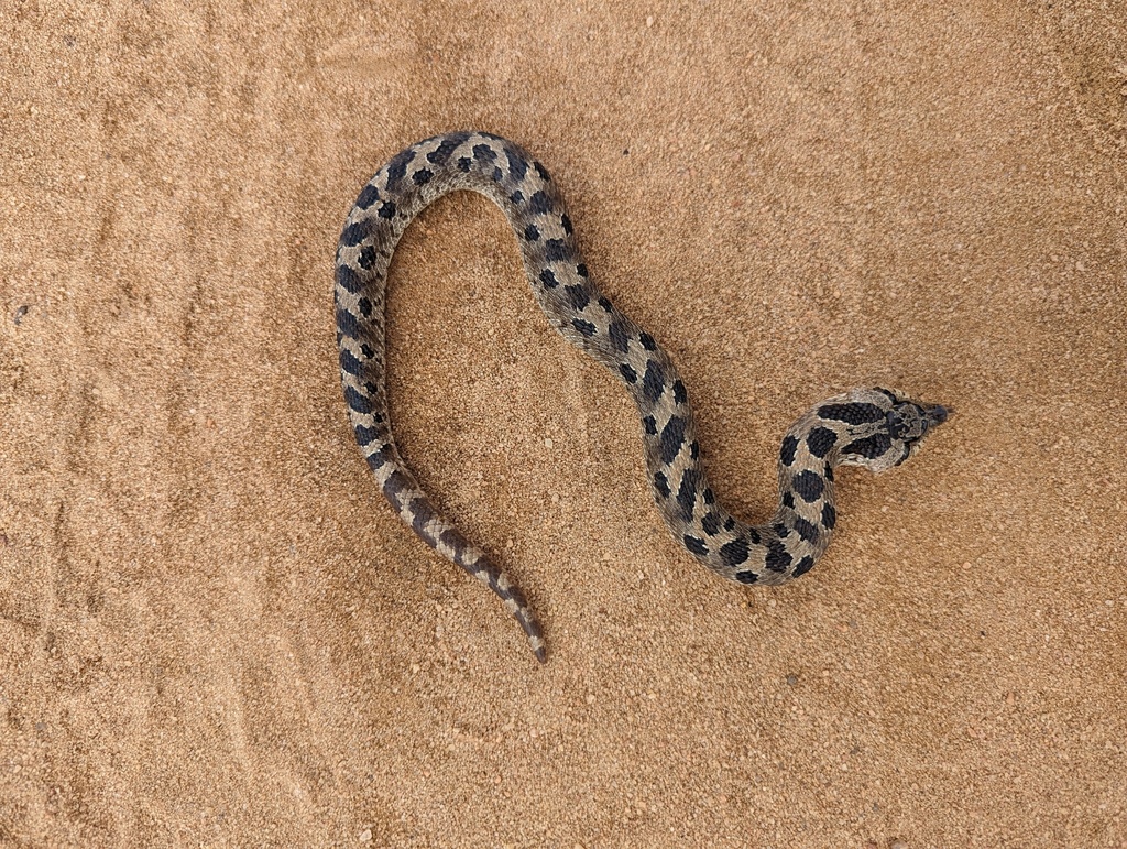 Southern Hognose Snake in October 2023 by Ray Wilhite · iNaturalist