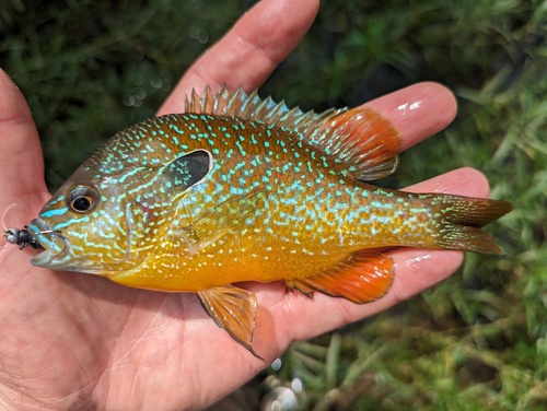 Gulf Longear Sunfish