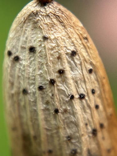 Diaporthe pterophila