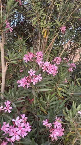 oleander