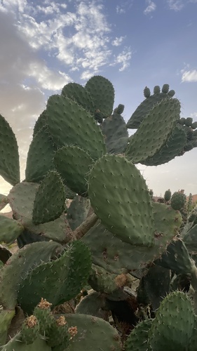 Indian fig opuntia