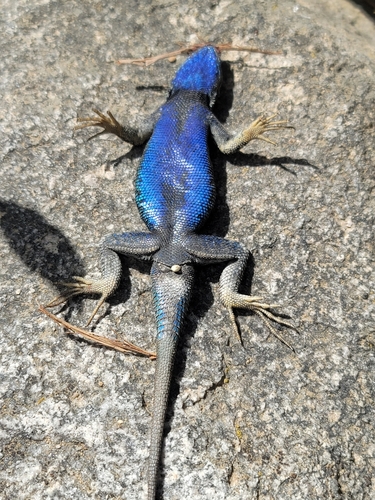 iNaturalist observation photo of Western Fence Lizard