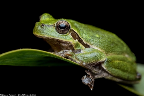 Sardinian tree frog