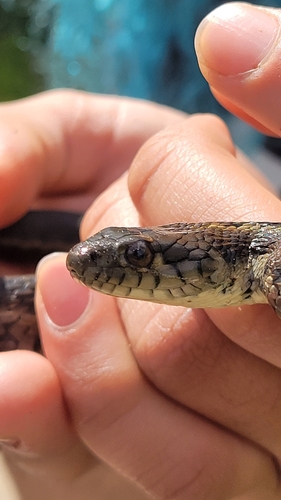 iNaturalist observation photo of Sierra Garter Snake