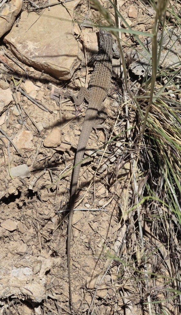 Western Whiptail From North Rim, AZ 86052, USA On May 21, 2024 At 01:45 ...