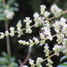 Quihoui Privet - Photo (c) Suzette Rogers, all rights reserved