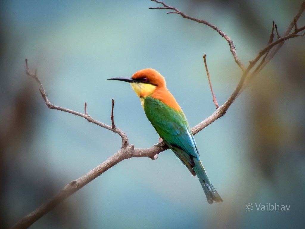 Chestnut-headed Bee-eater from XX5X+XVJ Amboli Forest Park, Amboli ...