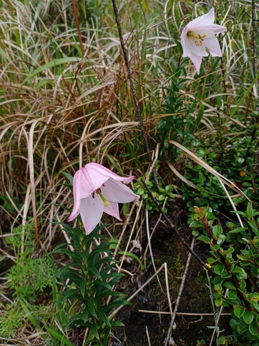 Lilium mackliniae