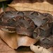 馬來蝮蛇 - Photo 由 Tom Frisby 所上傳的 (c) Tom Frisby，保留所有權利