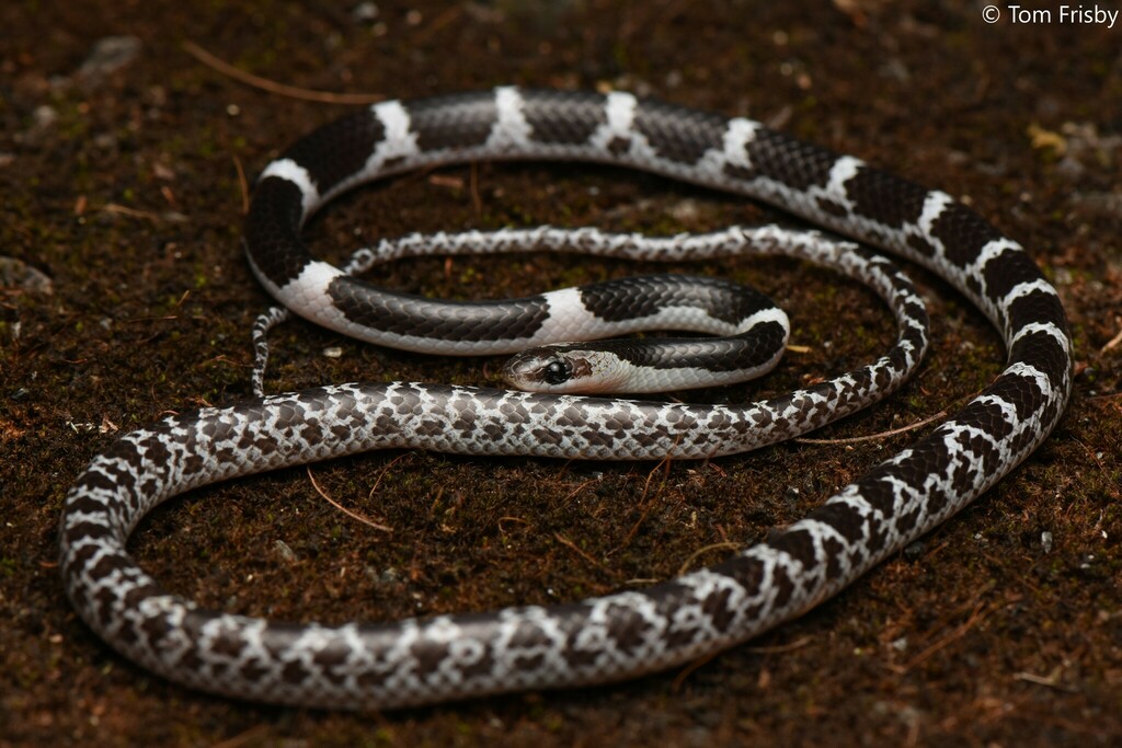 Blanford's Bridle Snake (Lycodon davisonii) · iNaturalist
