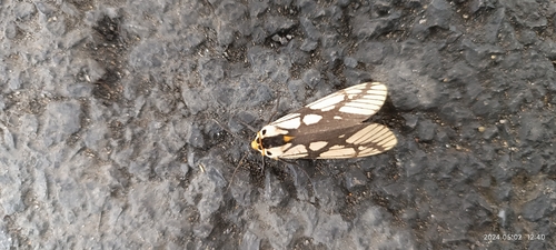 milky tiger moth