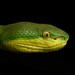 White-lipped Pit Viper - Photo (c) Tom Frisby, all rights reserved, uploaded by Tom Frisby
