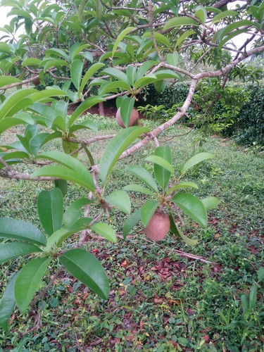 Sapodilla