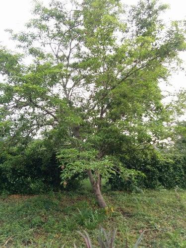 Sapodilla