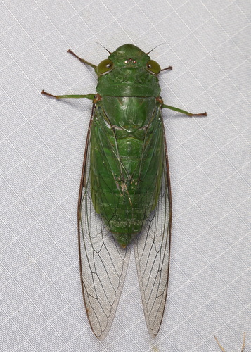 Dundubia vaginata (Fabricius, 1787)