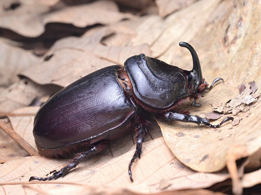 標本 Oryctes gigas pair 67mm 67mm Oryctes Gigas Stock Photos
