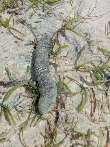 Lollyfish Sea Cucumber