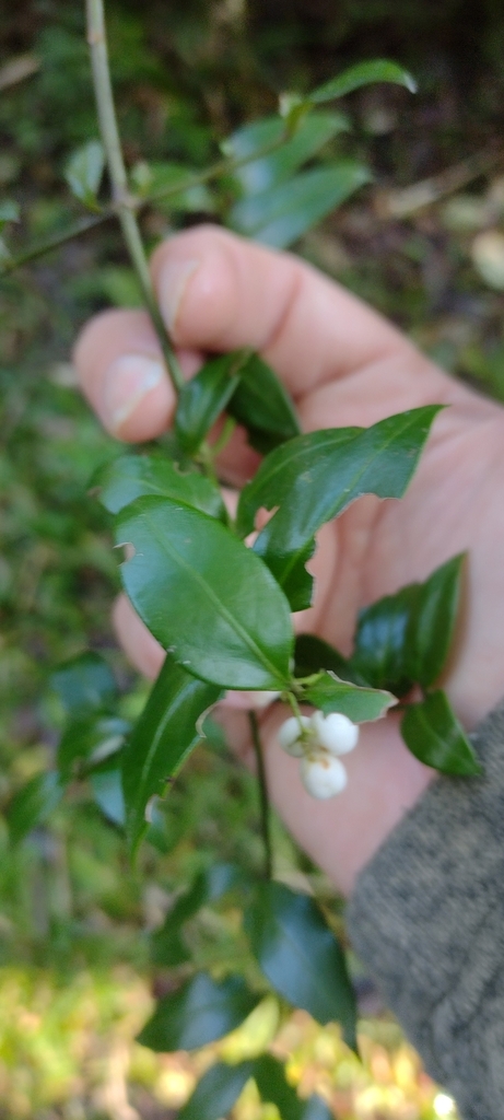West Indian milkberry from FG4F+FQ - Quilombo, Pelotas - RS, Brasil on ...