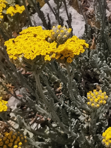 Achillea holosericea