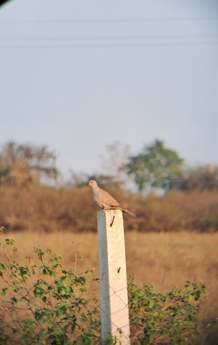 Eurasian Collared-Dove