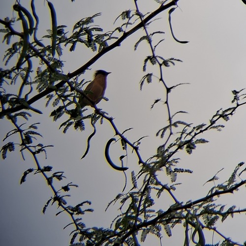 Brahminy Starling