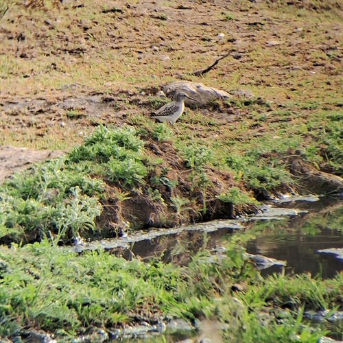 Wood Sandpiper