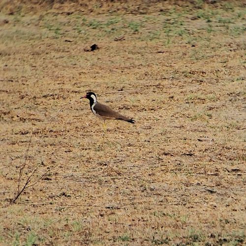 Red-wattled Lapwing