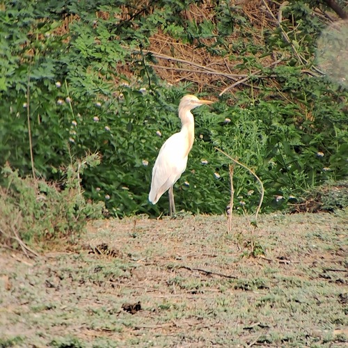 Eastern Cattle-Egret