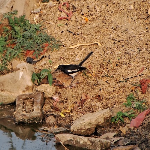 Oriental Magpie-Robin