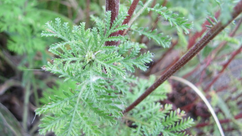 Geltonasis bobramunis nuotrauka