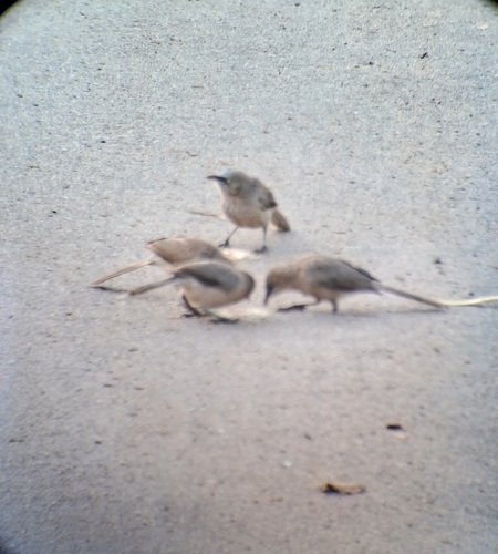 Large Grey Babbler