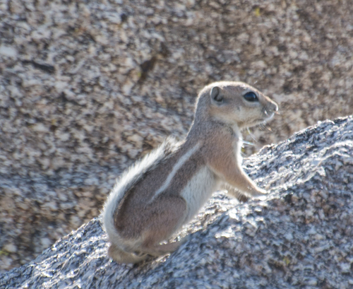White-tailed Antelope Squirrel