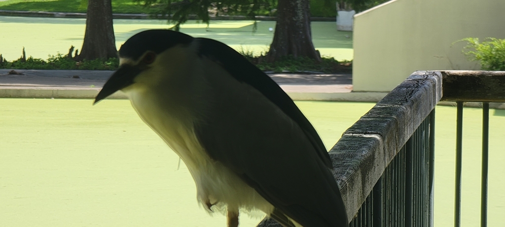 Black-crowned Night Heron from Tremé / Lafitte, New Orleans, LA, USA on ...