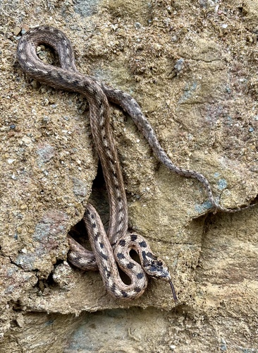 Southern Smooth Snake