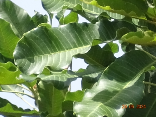 Shea Tree