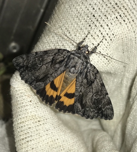 Catocala grisatra