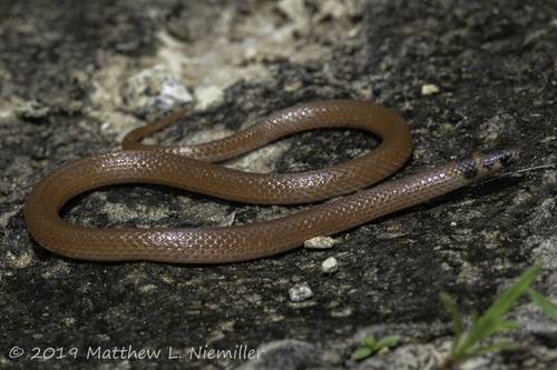 Southeastern Crowned Snake