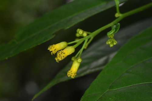 Neurolaena intermedia