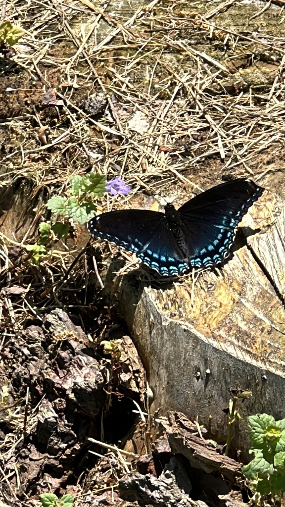 Red-spotted Admiral from Bentley Ave, Fluvanna, NY, US on May 26, 2024 ...