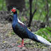 Swinhoe's Pheasant - Photo (c) WK Cheng, all rights reserved, uploaded by WK Cheng