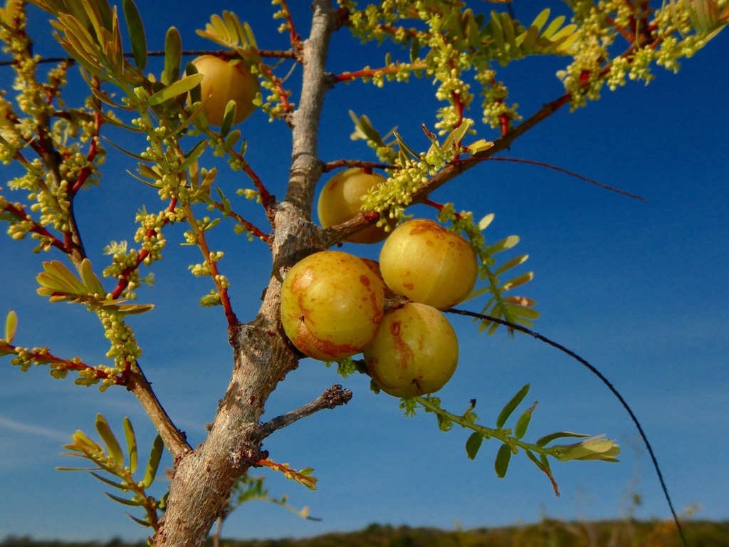 Phyllanthus emblica (Phyllanthus emblica)