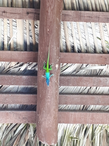 Allison's Anole