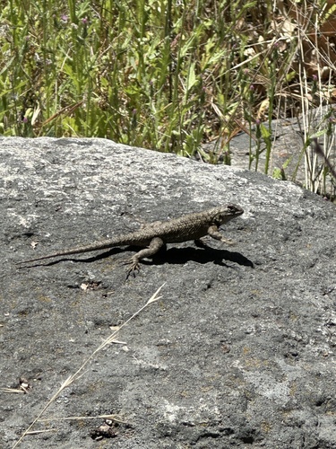 iNaturalist observation photo of Western Fence Lizard