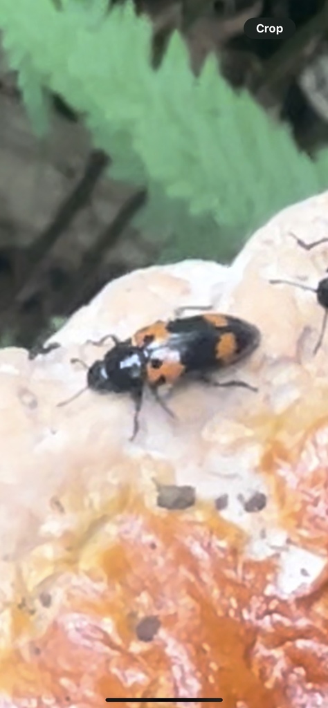 Pleasing Fungus Beetle from Appalachian National Scenic Trail ...