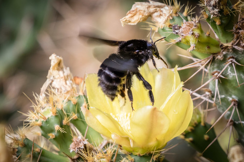Bombus morio (Swederus, 1787)