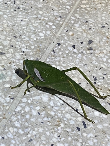 Philophyllia latior